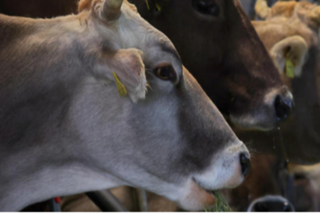 Peta stellt Strafanzeige gegen Betrieb in Horbenwegen Rinderhaltungsform