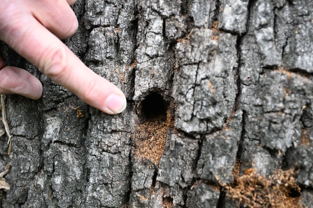 Wo Larven sich durchs Holz bohren, rieselt eine Art S&auml;gemehl aus dem Stamm.  | Foto: Uli Deck/dpa