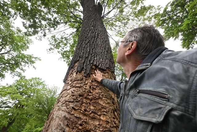 Der Umweltbeauftragte von Linkenheim-H...nn, kontrolliert eine befallene Eiche.  | Foto: Uli Deck/dpa