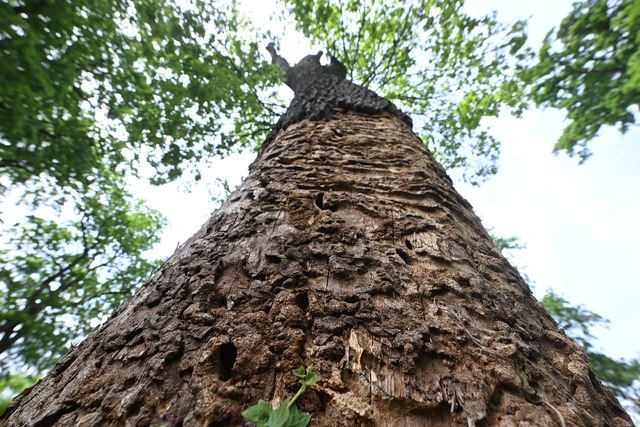 Am unteren Teil des Stammes ist die Rinde der Eiche schon abgebl&auml;ttert.  | Foto: Uli Deck/dpa