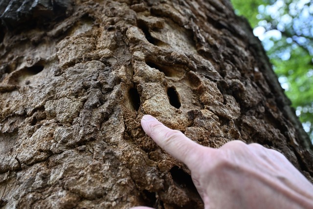 Die Larven hinterlassen L&ouml;cher, in die weit mehr als ein Finger passt.  | Foto: Uli Deck/dpa