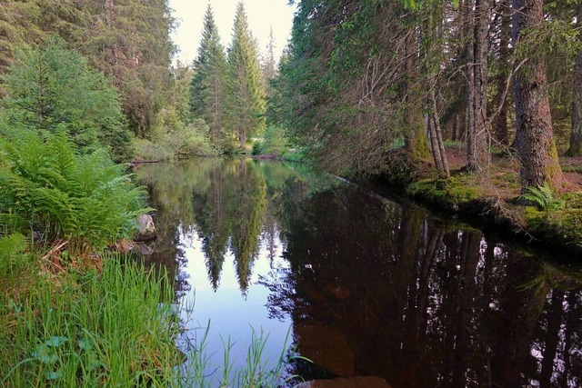 Der kleine See im Lindauer Tal wird ve...es wieder naturnah hergestellt werden. | Foto: Hans-Jürgen Sackmann Der kleine See im Lindauer Tal wird ve...es wieder naturnah hergestellt werden. | Foto: Hans-Jürgen Sackmann