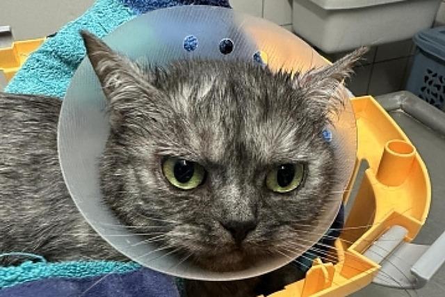 Katze Ivy aus Weil am Rhein sucht ein neues Zuhause