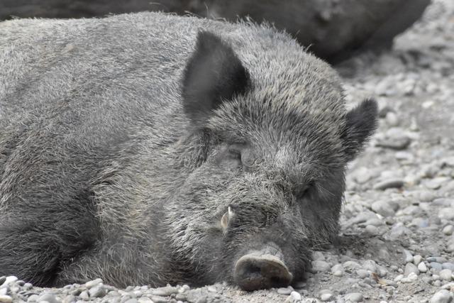 Zwei Brombacher Jger hinterfragen den Sinn der Dinkelbergjagd