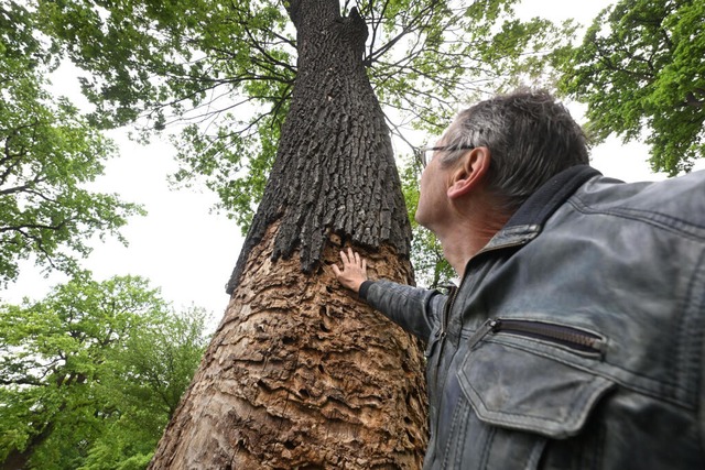 Peter Pramann, kommunaler Umweltbeauft...kt auf eine vom Käfer befallene Eiche. | Foto: Uli Deck (dpa) Peter Pramann, kommunaler Umweltbeauft...kt auf eine vom Käfer befallene Eiche. | Foto: Uli Deck (dpa)