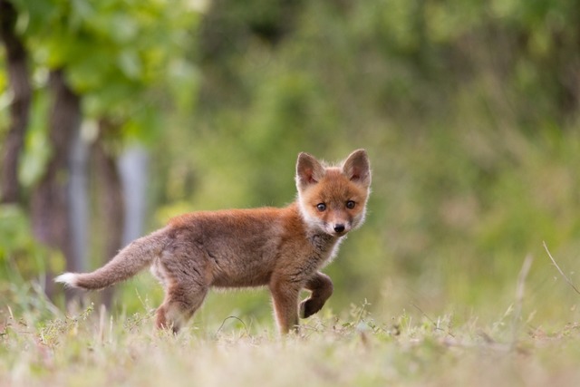 Der neugierige Jungfuchs hat keine Angst vor dem Fotografen.  | Foto: Manfred Mutter