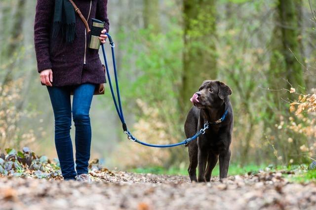 Warum   in den Lahrer Wldern  whrend der Brutzeit  Hunde an die Leine gehren
