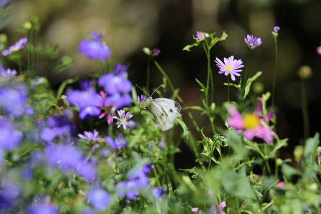 Einen Teil der Wiese stehen zu lassen, hilft den Insekten. | Foto: Karl-Josef Hildenbrand (dpa) Einen Teil der Wiese stehen zu lassen, hilft den Insekten. | Foto: Karl-Josef Hildenbrand (dpa)