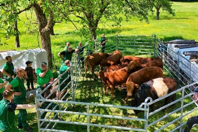 Im Galopp auf die Sommerweide – Rinder haben die Weiden im oberen Kandertal wieder bezogen