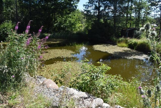 Titisee-Neustadt lsst Lschwasserkonzept erstellen, weil viele Teiche zu Biotopen wurden