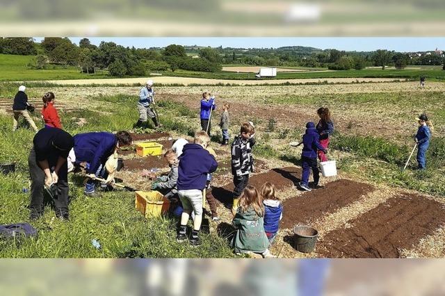Es wchst und gedeiht beim Schulprojekt