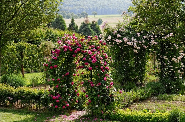 Rosenparadies: Landhaus Ettenbühl | Foto: privat Rosenparadies: Landhaus Ettenbühl | Foto: privat