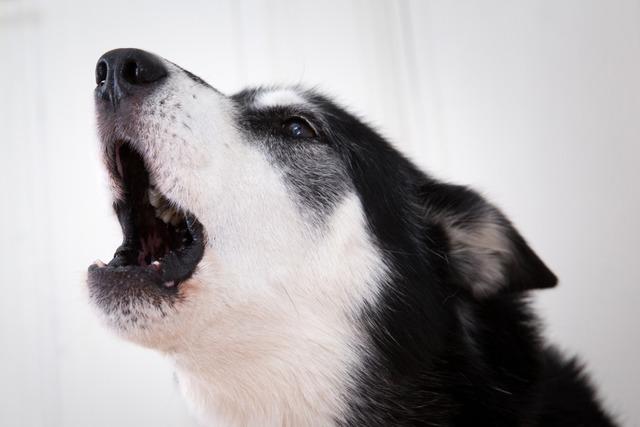 Nach Streit zwischen Hunden in Schopfheim gehen die Herrchen aufeinander los