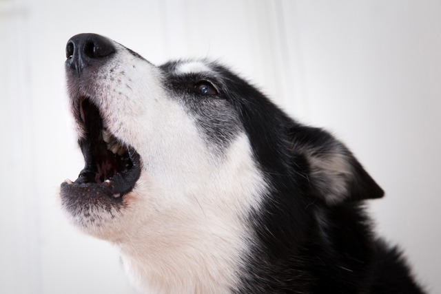 Zuerst gingen die Hunde aufeinander los, dann die Herrchen (Symbolfoto). | Foto: Florian Schuh Zuerst gingen die Hunde aufeinander los, dann die Herrchen (Symbolfoto). | Foto: Florian Schuh