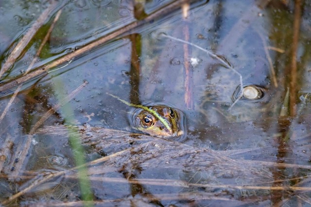 Dieser Seefrosch und Molche aus Achim ...ich waren die Stars der Veranstaltung. | Foto: Susanne Schach Dieser Seefrosch und Molche aus Achim ...ich waren die Stars der Veranstaltung. | Foto: Susanne Schach