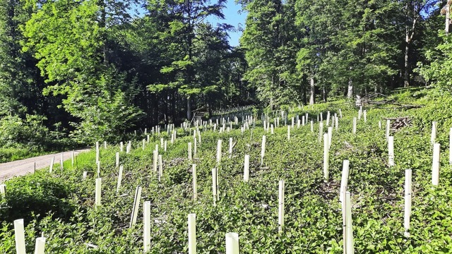 Traubeneichen gelten als besonders klimastabil. | Foto: Ekkehard Klem Traubeneichen gelten als besonders klimastabil. | Foto: Ekkehard Klem