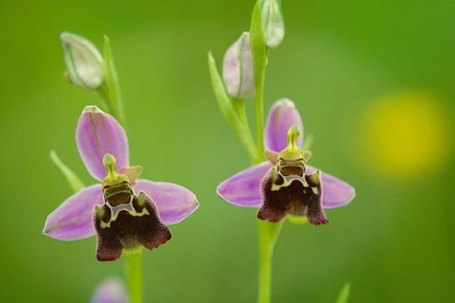 Im Ebringer Sumsergarten ist jetzt die Blhzeit von wilden Orchideen