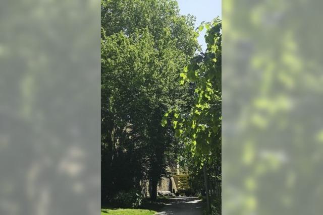 Stadtmauer wird angebohrt