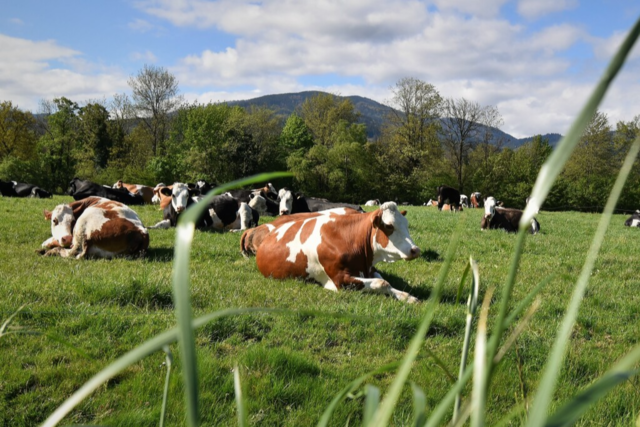 Schwarzwaldmilch-Käse wird künftig im Allgäu hergestellt