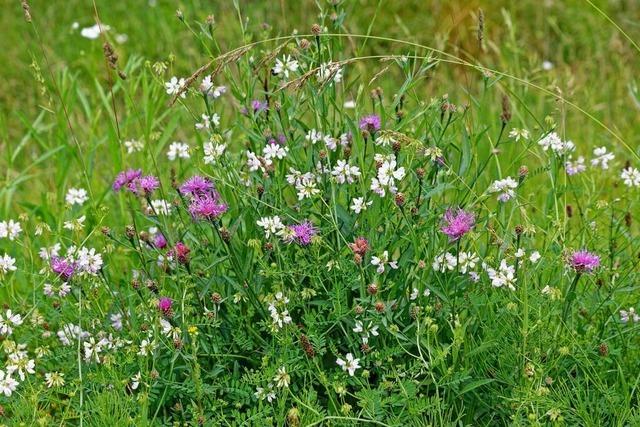 Natur erleben und ihre Vielfalt entdecken