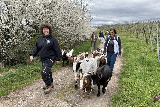 Mit der Zwergziegenflüsterin unterwegs: Was hat die Ziegenwanderung in Bischoffingen zu bieten?