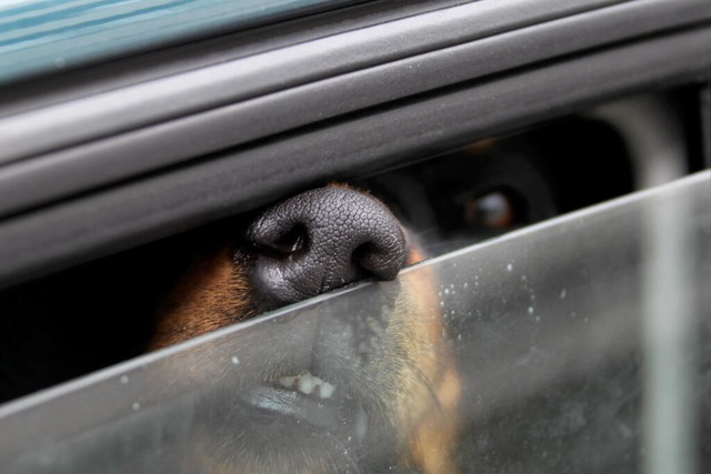 Um den Hund Tier zu befreien, musste d...scheibe gewaltsam öffnen (Symbolbild). | Foto: Stephan Jansen (dpa) Um den Hund Tier zu befreien, musste d...scheibe gewaltsam öffnen (Symbolbild). | Foto: Stephan Jansen (dpa)