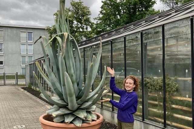 Eine 35 Jahre alte Agave steht in Rheinfelden kurz vor der Blte