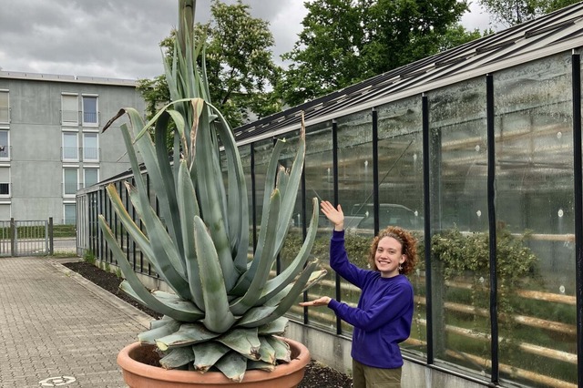 Gärtnerei-Auszubildende Anouk Werner freut sich auf die seltene Blütenpracht. | Foto: Stadt Rheinfelden Gärtnerei-Auszubildende Anouk Werner freut sich auf die seltene Blütenpracht. | Foto: Stadt Rheinfelden