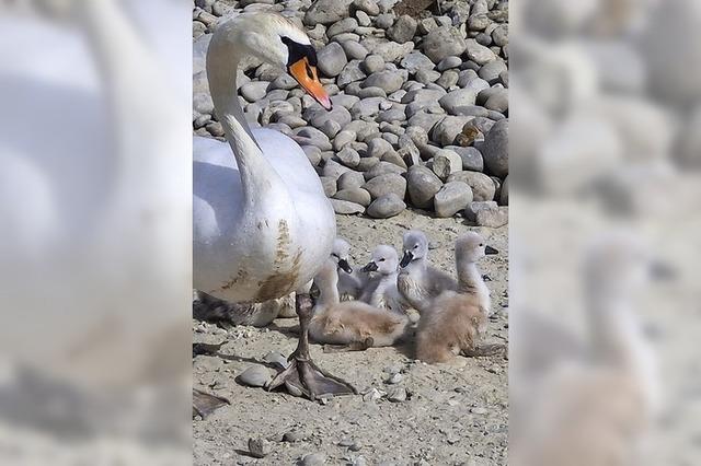 Schwanenfamilie in Neuried