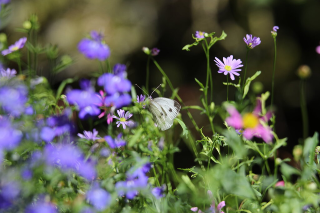 Was können wir im heimischen Garten für die Artenvielfalt tun?