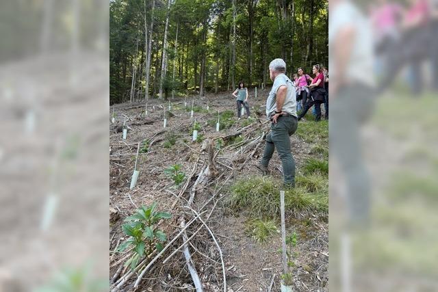 Warum ein Waldspaziergang im Seelbacher Litschental fr einen Aha-Effekt gesorgt hat