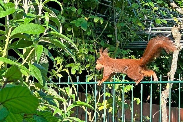 Ein Eichhrnchen hamstert fr den Winter in der Wiehre