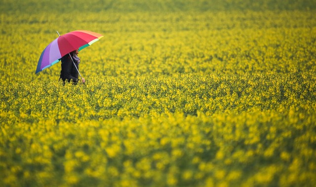 Der Raps blüht - Regen kommt. | Foto: Thomas Warnack (dpa) Der Raps blüht - Regen kommt. | Foto: Thomas Warnack (dpa)