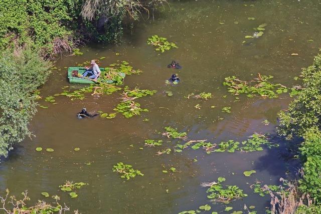 Taucher und Angler retten Teiche in Merdingen vor der berwucherung durch Seerosen