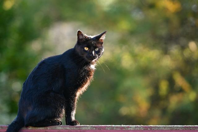 Wer ist die Frau, die in so vielen Gemeinden fr eine Katzenschutzverordnung kmpft?