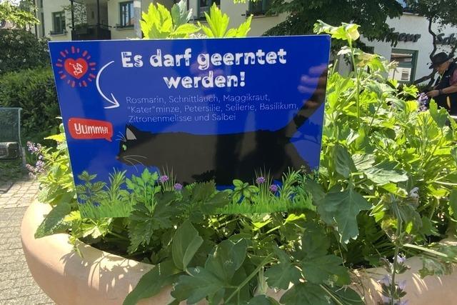 Wie Bad Sckingen Artenvielfalt frdert