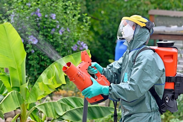 Im Schweizer Kloten wird der Japankfer mit Insektiziden bekmpft.  | Foto: Walter Bieri (dpa)