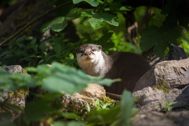 Zwergotter sind jetzt im Schwarzwaldzoo eingezogen