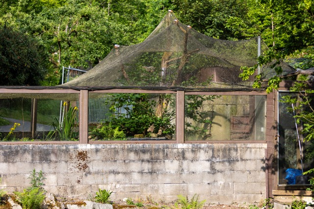 Die Zwergotter leben gerade im früheren Nerzgehege. Es ist eine Zwischenlösung. | Foto: Patrik Müller Die Zwergotter leben gerade im früheren Nerzgehege. Es ist eine Zwischenlösung. | Foto: Patrik Müller