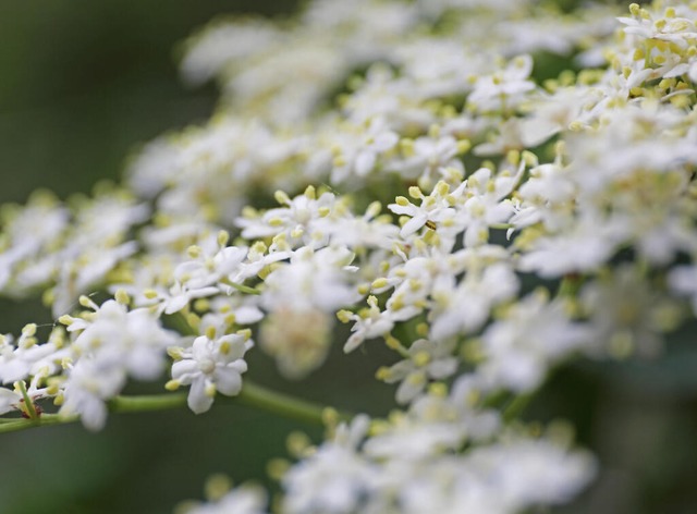 Wie kleine Sternchen zwischen dunkelgrünen Blättern: Holunderblüten | Foto: Oliver Berg (dpa) Wie kleine Sternchen zwischen dunkelgrünen Blättern: Holunderblüten | Foto: Oliver Berg (dpa)