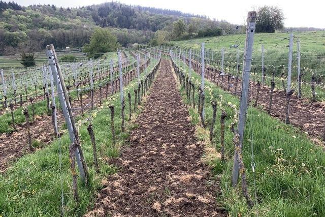 Backpulver im Weinbau wieder erlauben