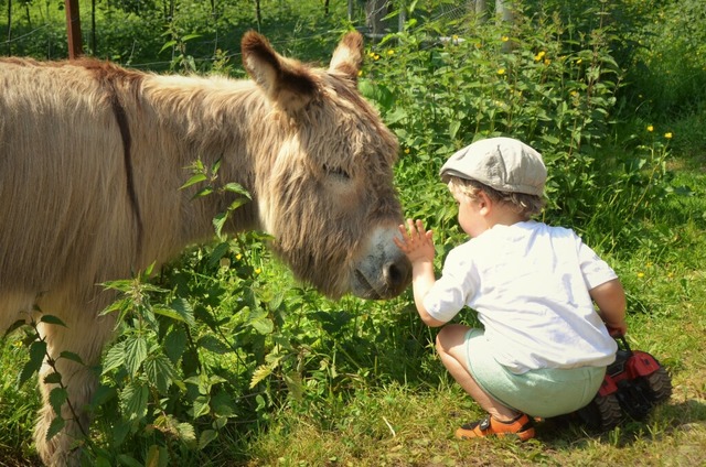 Die Esel auf dem Flecklihof sind zahm und lassen sich streicheln. | Foto: Silke Kohlmann Die Esel auf dem Flecklihof sind zahm und lassen sich streicheln. | Foto: Silke Kohlmann