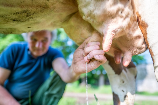 Kühe melken dürfen Gäste auf dem Jungbauernhof. (Symbolbild) | Foto: Lino Mirgeler (dpa) Kühe melken dürfen Gäste auf dem Jungbauernhof. (Symbolbild) | Foto: Lino Mirgeler (dpa)