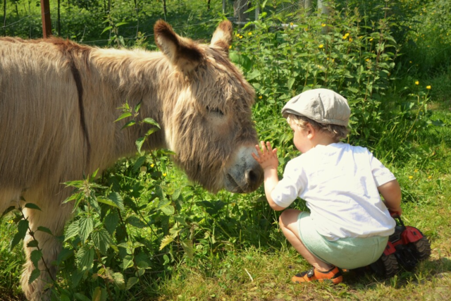 Auf diesen Bauernhfen im Schwarzwald kann man Ferien machen