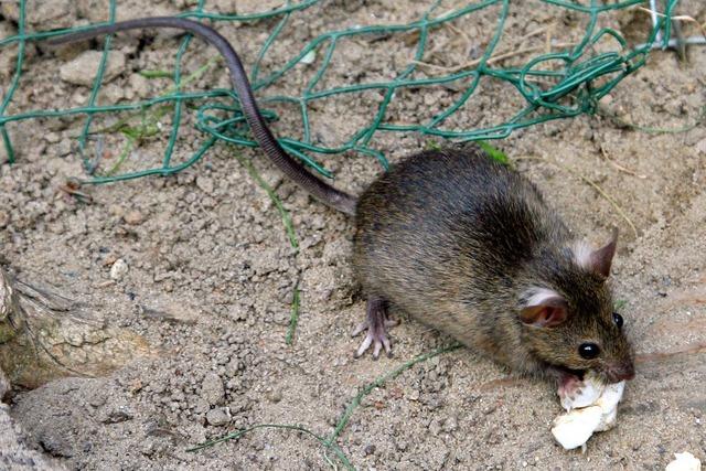 Mit neuen Fallen soll es den Bad Sckinger Ratten an den Kragen gehen