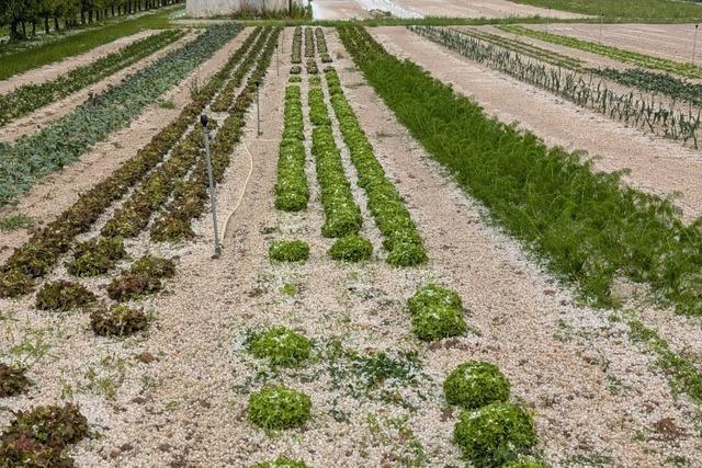 Hagel zerstrt 500 Salatkpfe und Getreide in Biengen und Mengen