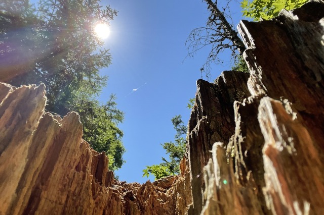 Bäume reagieren anders auf Trockenheit als bisher angenommen. | Foto: Frank Schoch Bäume reagieren anders auf Trockenheit als bisher angenommen. | Foto: Frank Schoch