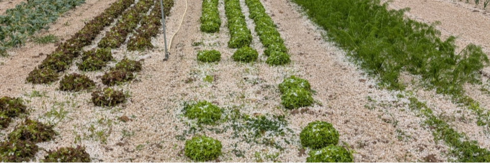 Hagel zerstrt 500 Salatkpfe und Getreide im Breisgau