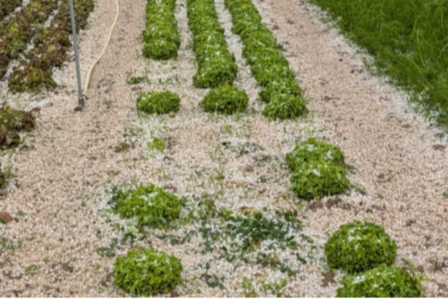 Hagel zerstrt 500 Salatkpfe und Getreide im Breisgau