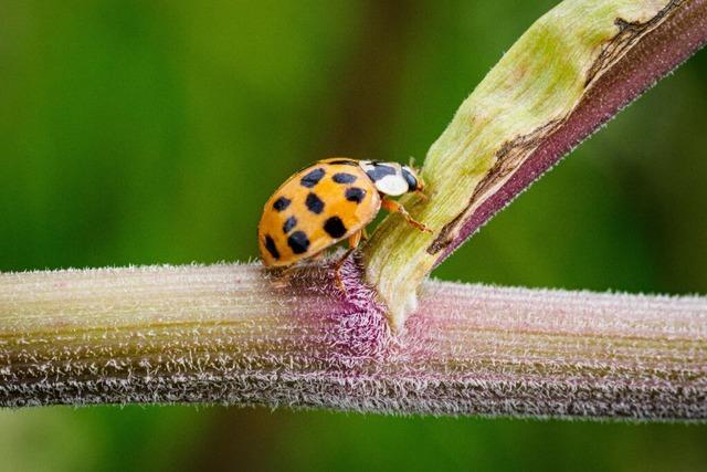 Der Gemeinderat Schwanau geht weiter den Weg zugunsten der Biotope mit